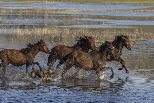 Yılkı atlarını fotoğraflamak için Türkiye’nin dört bir yanından geliyorlar